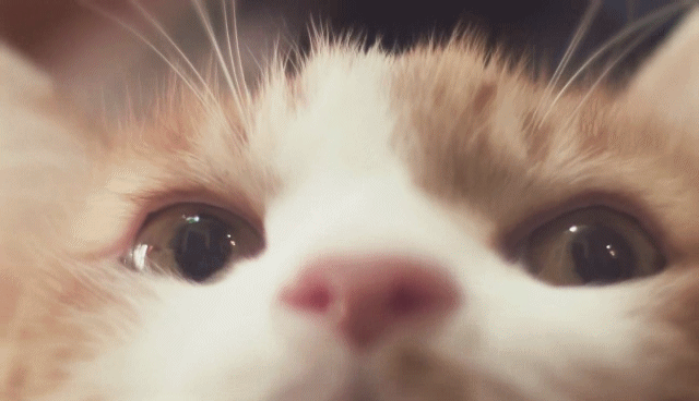 猫の写真