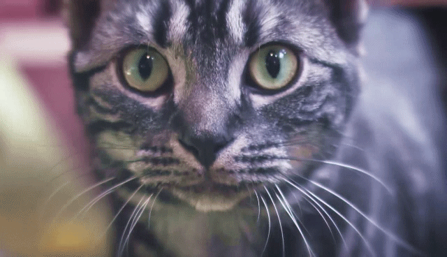 猫の写真