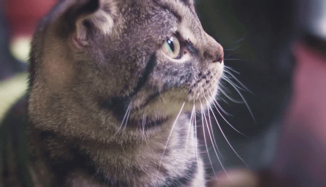 猫の写真