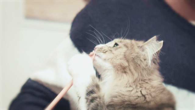 猫の写真