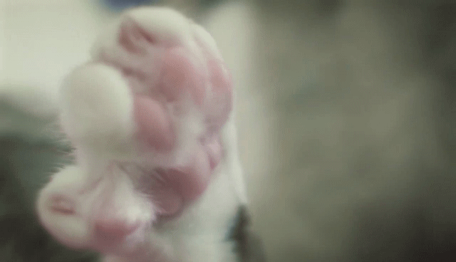 猫の写真