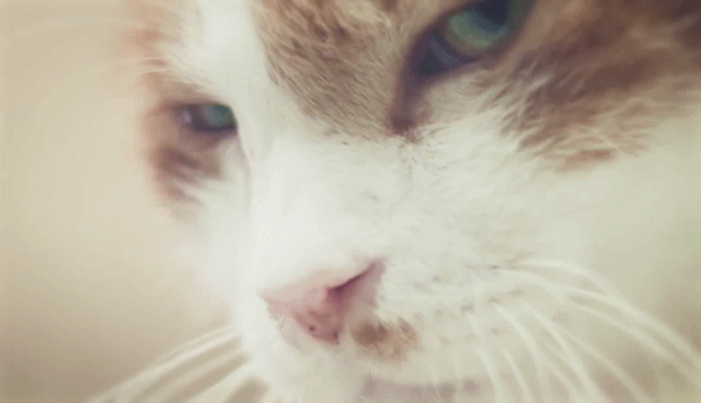 猫の写真