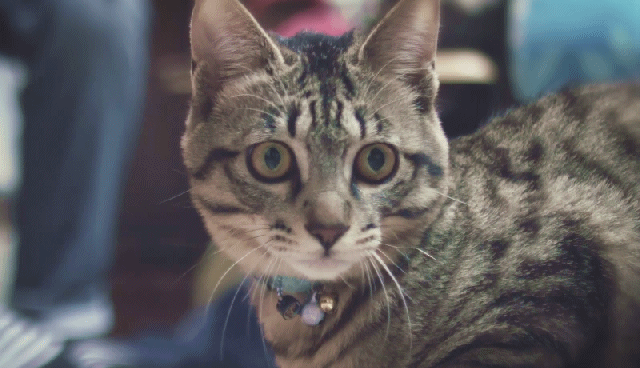 猫の写真